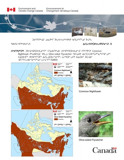 TAB 7A ECCC Briefing Note Nighthawk and Olive sided Flycatcher Consultations INUK