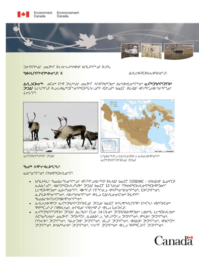 TAB 6A ECCC BN Barren Ground Caribou Listing Inuktitut